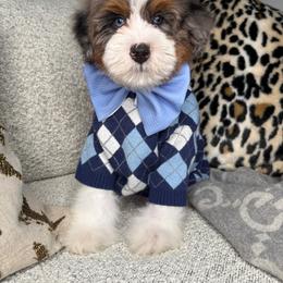 Green - Merle male Bernedoodle puppy in Curtice, Ohio from The Pink Doghouse
