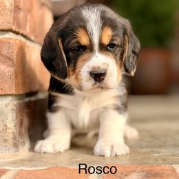 Rosco - Black tan and white male Beagle puppy in Mansfield, Missouri from Rippee Creek Kennel