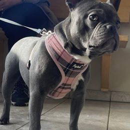 French Bulldogs from Phillips Frenchies