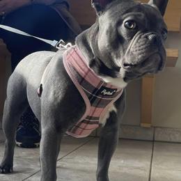 French Bulldogs from Phillips Frenchies