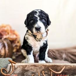 Phthalo - Parti male Poodle puppy in Gaylord, Michigan from Dog Mom Co. Poodles