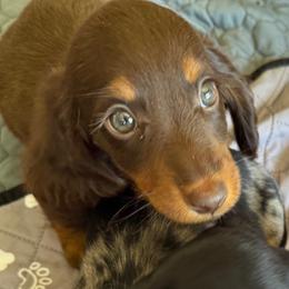 Bob - Chocolate and tan male Dachshund puppy in Shawnee, Oklahoma from Magic Eagle Miniature Dachshunds