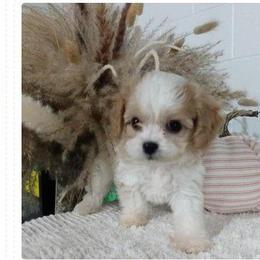 Cavachon and Poodle Puppies from My Furry Friends