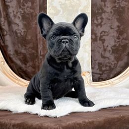 Hermione Solid Black - Black female French Bulldog puppy in Salem, Oregon from Toy House Frenchies