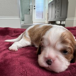 Puppy 3 - Blenheim female Cavalier King Charles Spaniel puppy in West Sacramento, California from TK King Charles Spaniels