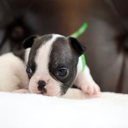 Green Collar - White and brindle female French Bulldog puppy in Wichita, Kansas from Phantasticus French Bulldogs