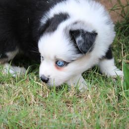 Rubble - Blue merle male Miniature Australian Shepherd puppy in Sonoita, Arizona from Gardner Canyon Kennels
