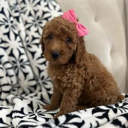 Georgia grey - Red  female Goldendoodle puppy in Shingle Springs, California from Creamy Retrievers