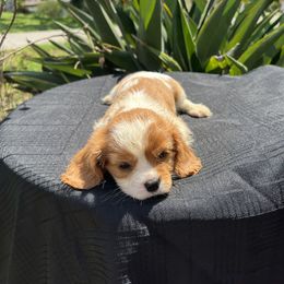 Cavalier King Charles Spaniel Puppies from Caveliers by Grace