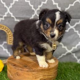 Goldie - Black tri female Miniature American Shepherd puppy in Clinton, Missouri from Mockingbirds American Minis