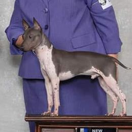 Hopper - American Hairless Terrier