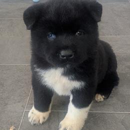 Akita Puppies from Akita Kai Magic