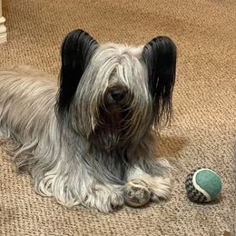 Lua - Skye Terrier