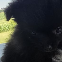 Pomeranians from Bernings Pomeranians