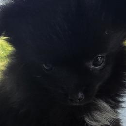 Pomeranians from Bernings Pomeranians