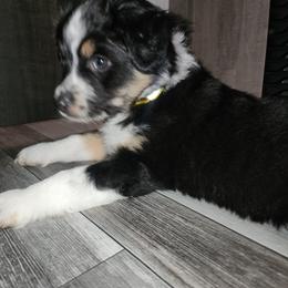 Yellow (collar color) you name him - Black tri male Miniature American Shepherd puppy in Centralia, Washington from Blackjack Mini Aussies