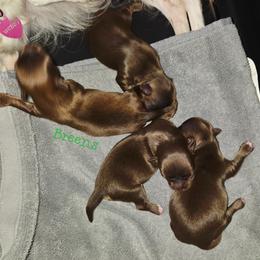 Solid chocolate - Chocolate male Chihuahua puppy in Richmond, Virginia from Breens