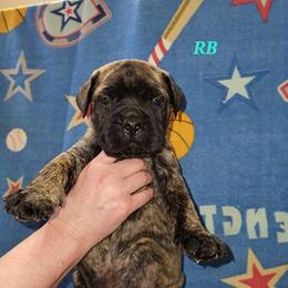 Boy 6 - male Bullmastiff puppy in Wakarusa, Indiana from Watchman Kennels