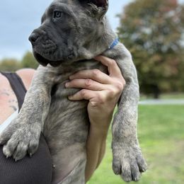 Boy 7 - Gray brindle Cane Corso puppy in Mercer, Pennsylvania from Midnight Cane Corso USA