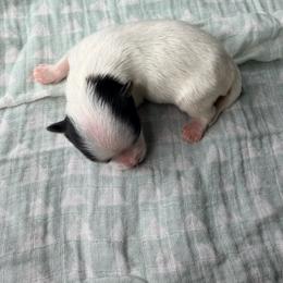 Baby Boy - Black tan and white male Biewer Terrier puppy in Las Cruces, New Mexico from De La Rosa Biewers