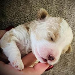 Blitzen - Red male Cavapoo puppy in Bradenton, Florida from Christianna’s Mini Goldendoodles
