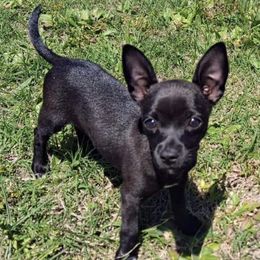 Chihuahuas from Cricket's Family Tree