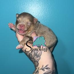 Scar- 7000.00 dollars - Chocolate merle male Pomeranian puppy in Perry County, Ohio from Speechless Pom’s