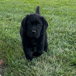 French Bulldog and Labrador Retriever Puppies from Avondale Labradors