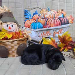 Pink Collar Female - Black female German Shepherd puppy in Cadet, Missouri from Working Valley Shepherds