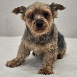 Willow - Blue and gold female Yorkshire Terrier puppy in Monticello, Iowa from Ashley’s Puppies