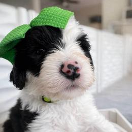 Shamrock - Black and white female Sheepadoodle puppy in Rocky Point, North Carolina from CelticDoods