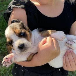Basset Hounds from Bishel Farms Basset Hounds