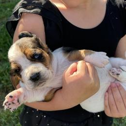 Basset Hounds from Bishel Farms Basset Hounds