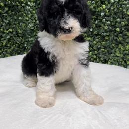 Noah - Parti male Goldendoodle puppy in Los Angeles, California from Exquisite Doodles