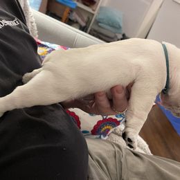French Bulldog Puppies from JoJo French Bulldogs