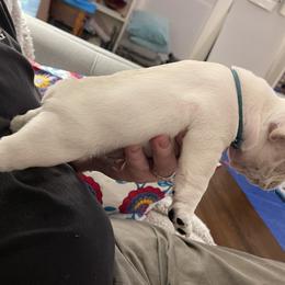 French Bulldog Puppies from JoJo French Bulldogs