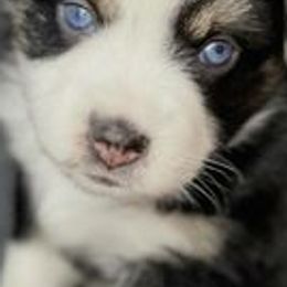 Miniature Australian Shepherds and Toy Australian Shepherds from Royal Spur Aussies