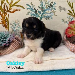 Oakley - Black tri-color male Australian Shepherd puppy in El Dorado Springs, Missouri from OR Aussies