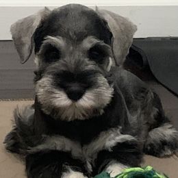 Miniature Schnauzer Puppies from Caesars Creek Miniature Schnauzers
