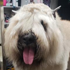 Hannah - Bouvier des Flandres