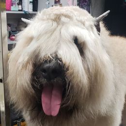 Hannah - Bouvier des Flandres