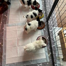 Papillon Puppies from ANTON KOTLJAROV