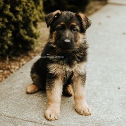 Boy 2 - German Shepherd puppy in Washington from Mount Pleasant German Shepherds