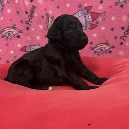 Rhea - Black female Poodle puppy in Petal, Mississippi from Petal Poodles
