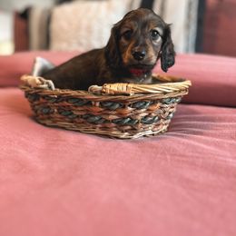 Dachshund Puppies from Itty Bitty Dachshunds