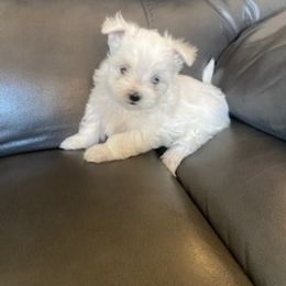 Maltese Puppies from Patti Trent