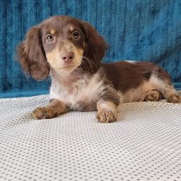 Bourbon - Dachshund