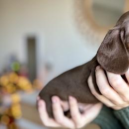 Django - Chocolate and tan Dachshund puppy in Fitzgerald, Georgia from Brooke Haven Dachshunds