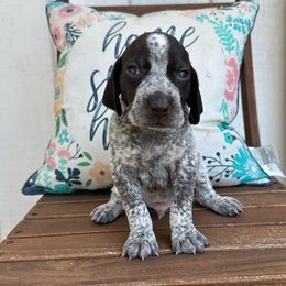 Garnet - Liver roan German Shorthaired Pointer puppy in Longview, Texas from Interstellar GSPs