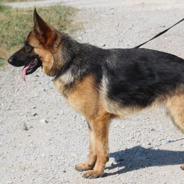 Whisper - German Shepherd